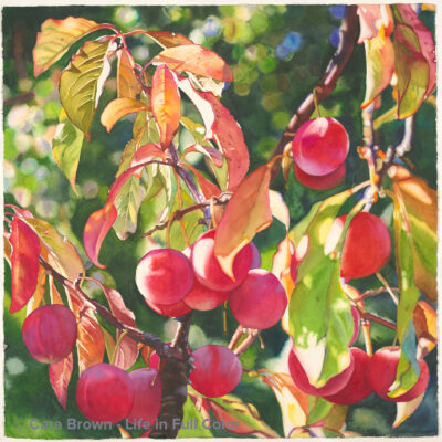 Brown Cara cherry plums, 9/11/18, 3:12 PM, 16C, 7874x7864 (0+1368), 100%, Custom,  1/40 s, R32.3, G26.9, B38.7