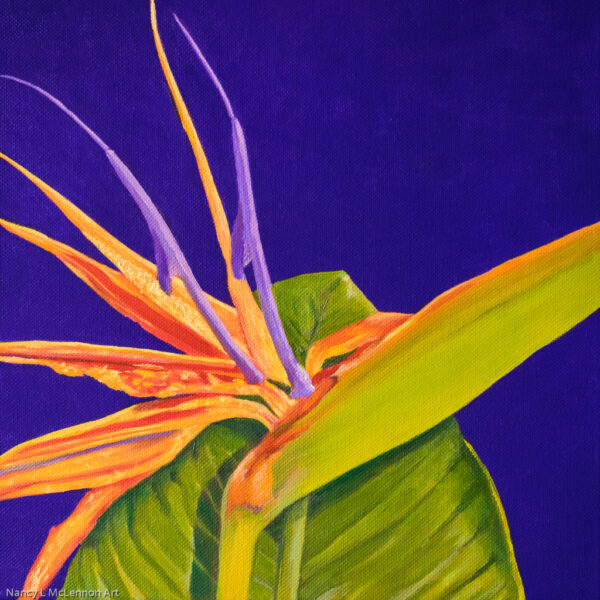12" x 12" x 5/8" original oil painting

Oil paint on canvas on wood stretcher bars

A single Bird of Paradise on a dark purple field

No need to frame

Image continued or painted on sides

Certificate of Authenticity included with purchase of original

All rights reserved by Nancy L. McLennon
