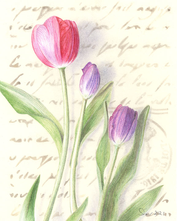 French Tulips (giclee)