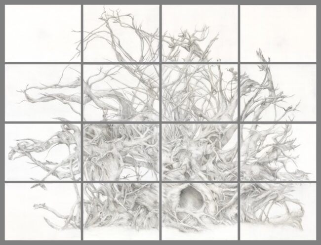 Melissa Parhm | Artist Statement
Upturned Roots, Silverpoint on Prepared Panels, 2018-2019
Upturned Roots is inspired by a tree in Glen Ellen - Kenwood I’ve been drawn to - especially the roots. After the 2017 fires, I searched and found it still intact. I saw the world in the tree, the concept of pareidolia.
I begin by preparing the panels in order to create a foundation for the silver. Building up many layers of luminous ground enables the interplay of light with the silver, creating a three-dimensional effect. The sun’s rays shifting on the panel’s surface results in an image that is ever-changing. New forms emerge and dissolve, like the forms I see in this tree’s roots.
Drawing with silver is sustainable and connects me to the lineage of artists I’m influenced by who worked in silverpoint in the ages before graphite was discovered and mined. Today as I am writing this, the fires are again raging in Napa. Again, I go into my studio, the elements, in order to honor them. They are all we have; they are the matter we are made of.
Upturned Roots was selected by the de Young Museum of Art for the 2020-2021 exhibition, On the Edge #565 deyoungopenexhibit@famsf.org
