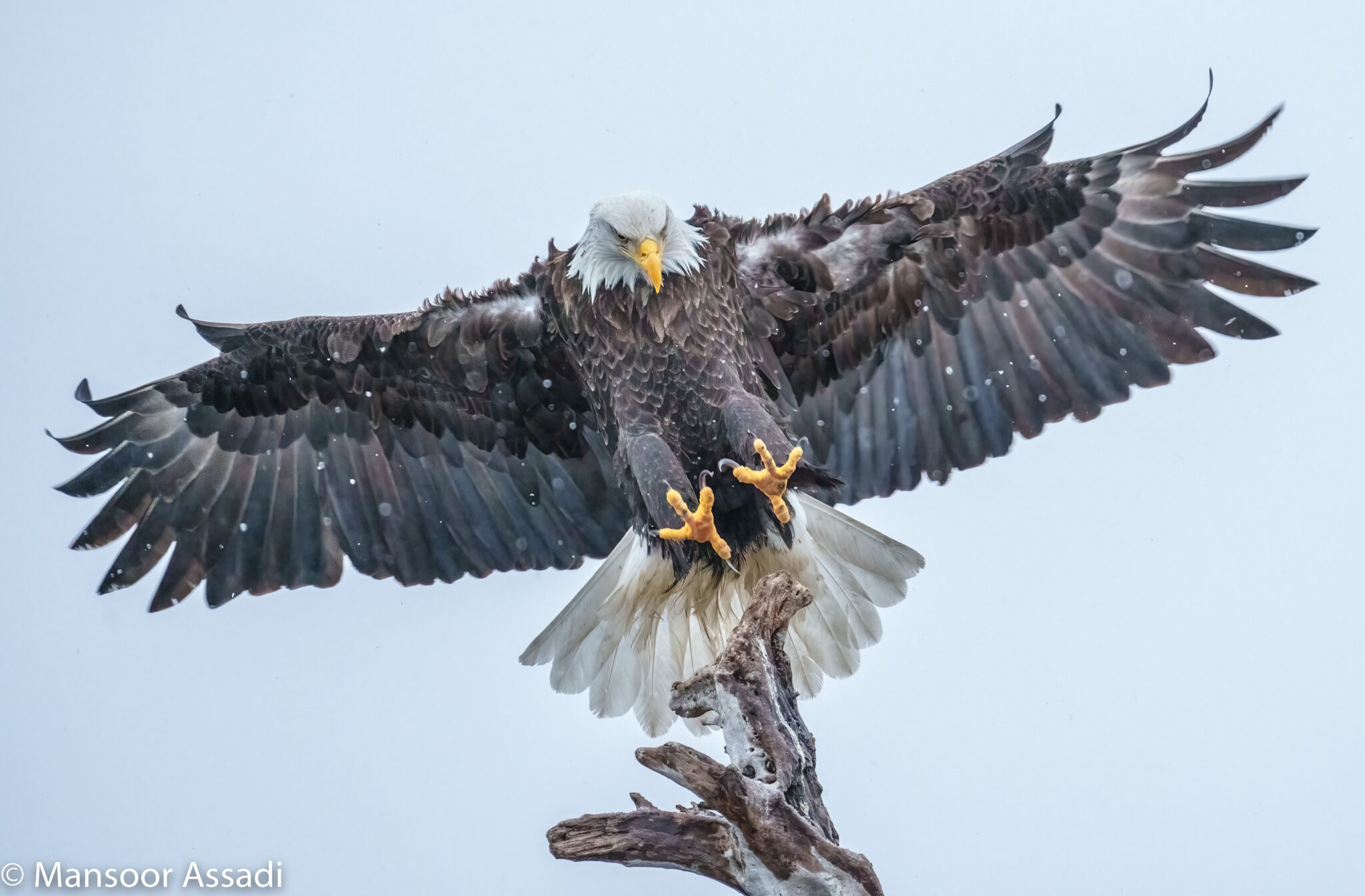 The Eagle Landing