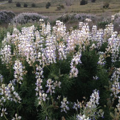 Bush Lupines of Point Reyes