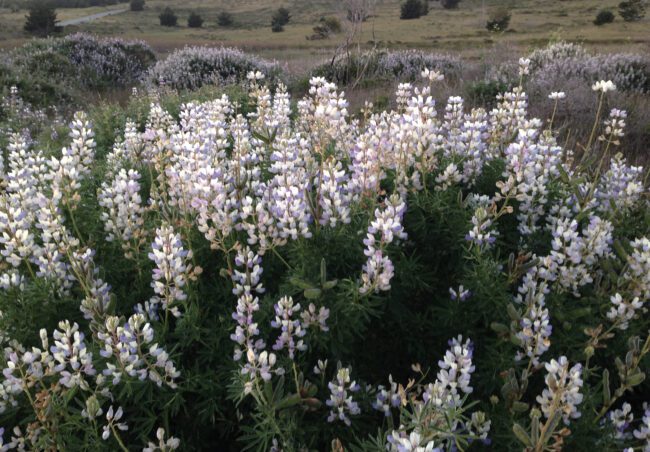 Bush Lupines of Point Reyes