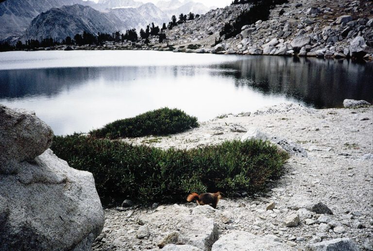 Sierra Marmot