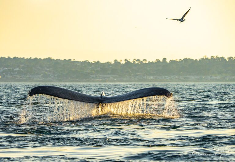 Humpback whale at Sunset