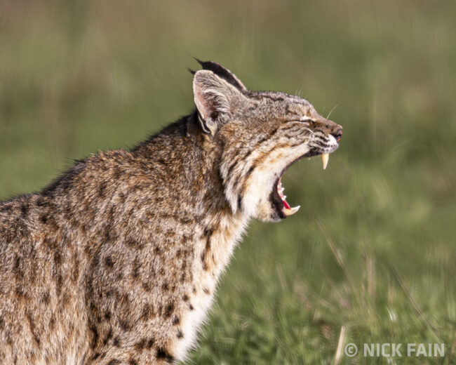 Bobcat Yawn