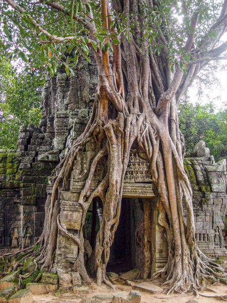 Openings – Ta Som Temple, Siem Reap