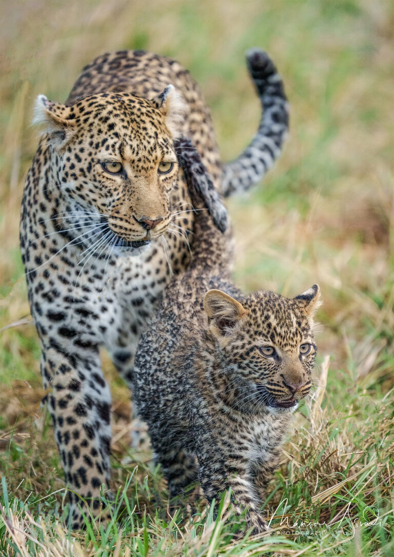 Leopard Mom & The Pup