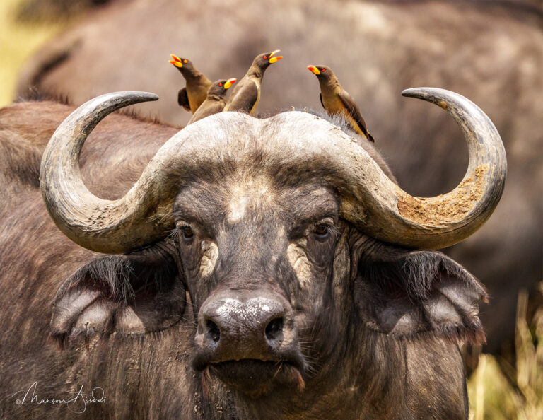 The Buffalo & the Oxpeckers