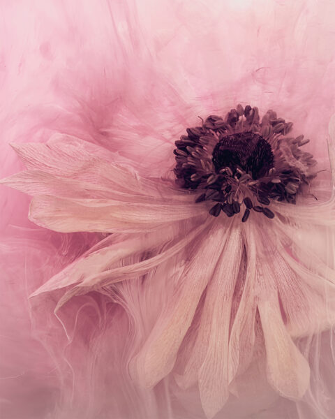 From the Series Submerged: The Anemone Dreams