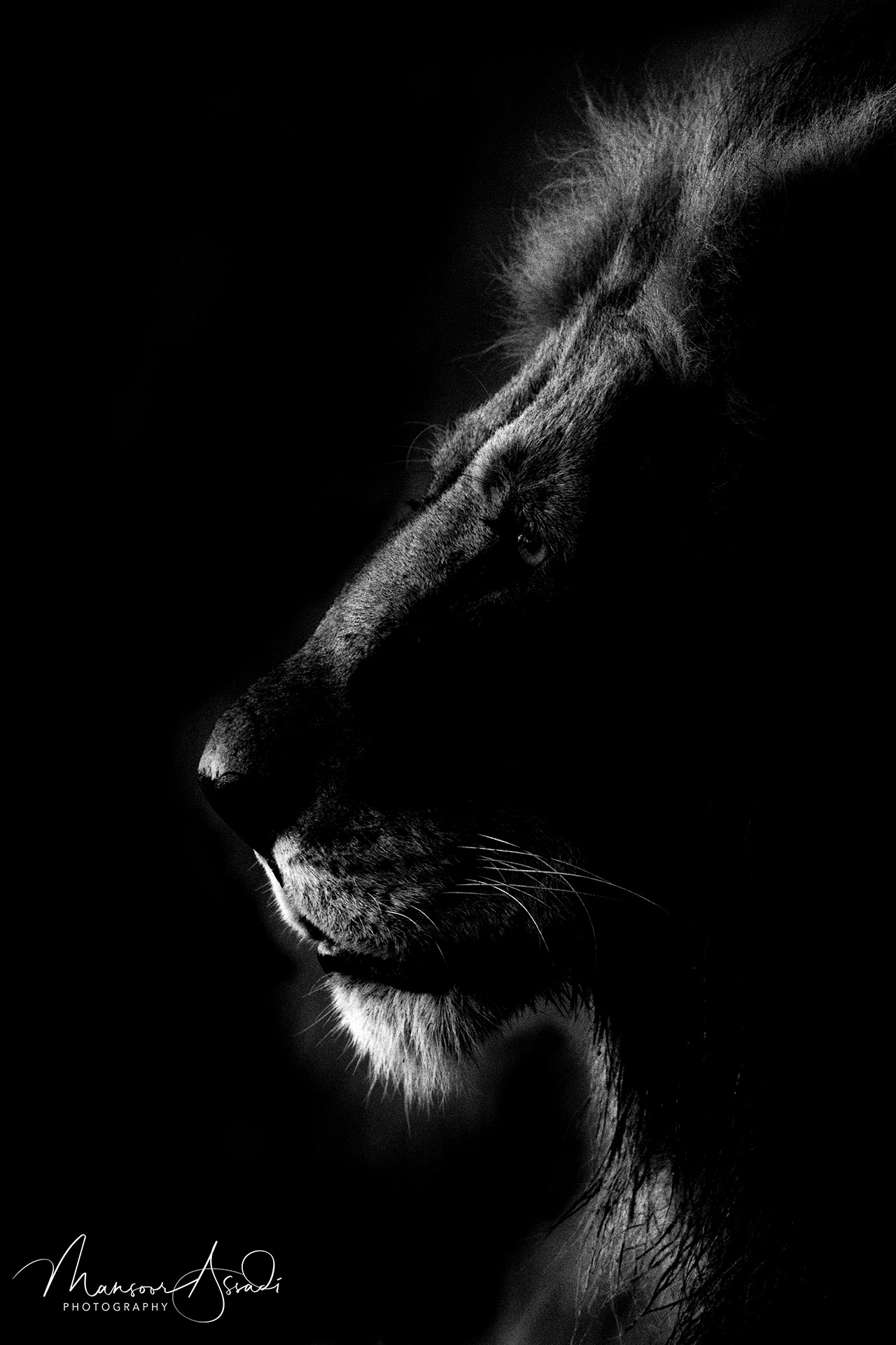 The Mighty Male Lion