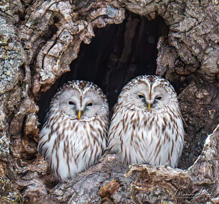 A pair of Ural Owls