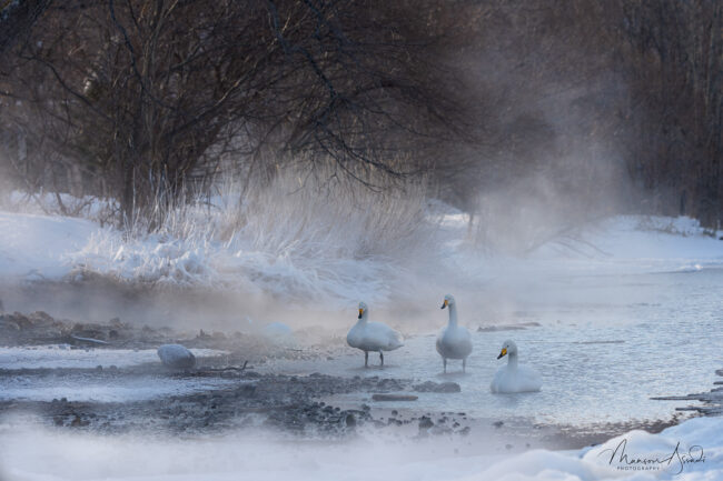 Whooper Swans