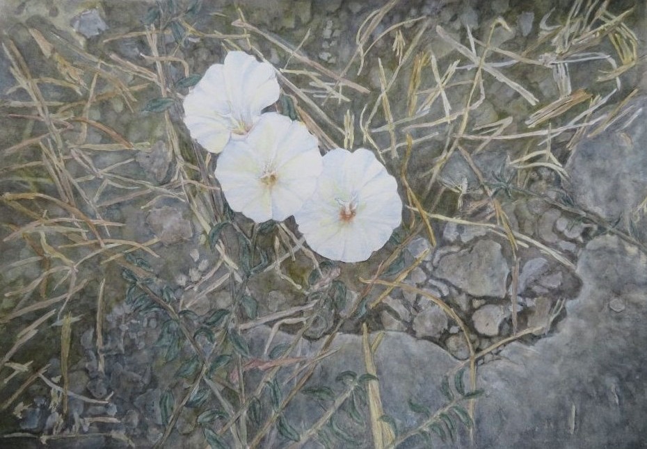 Glorious Morning Walk