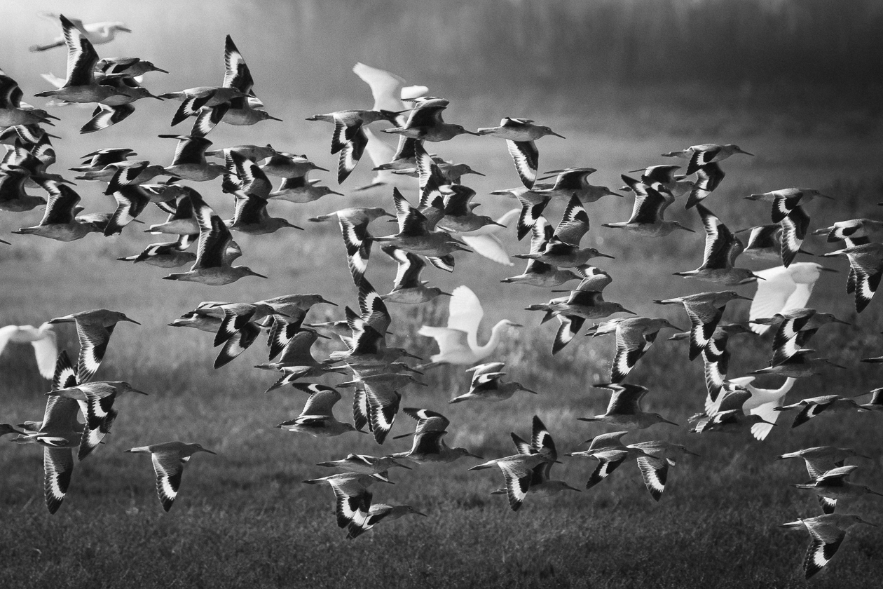 Flock of Shorebirds