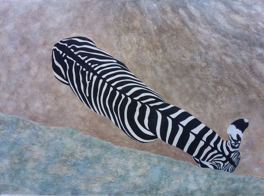 Zebra – Aerial View