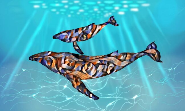 Humpback Whale Mom and Calf in the Turquoise Waters of Baja