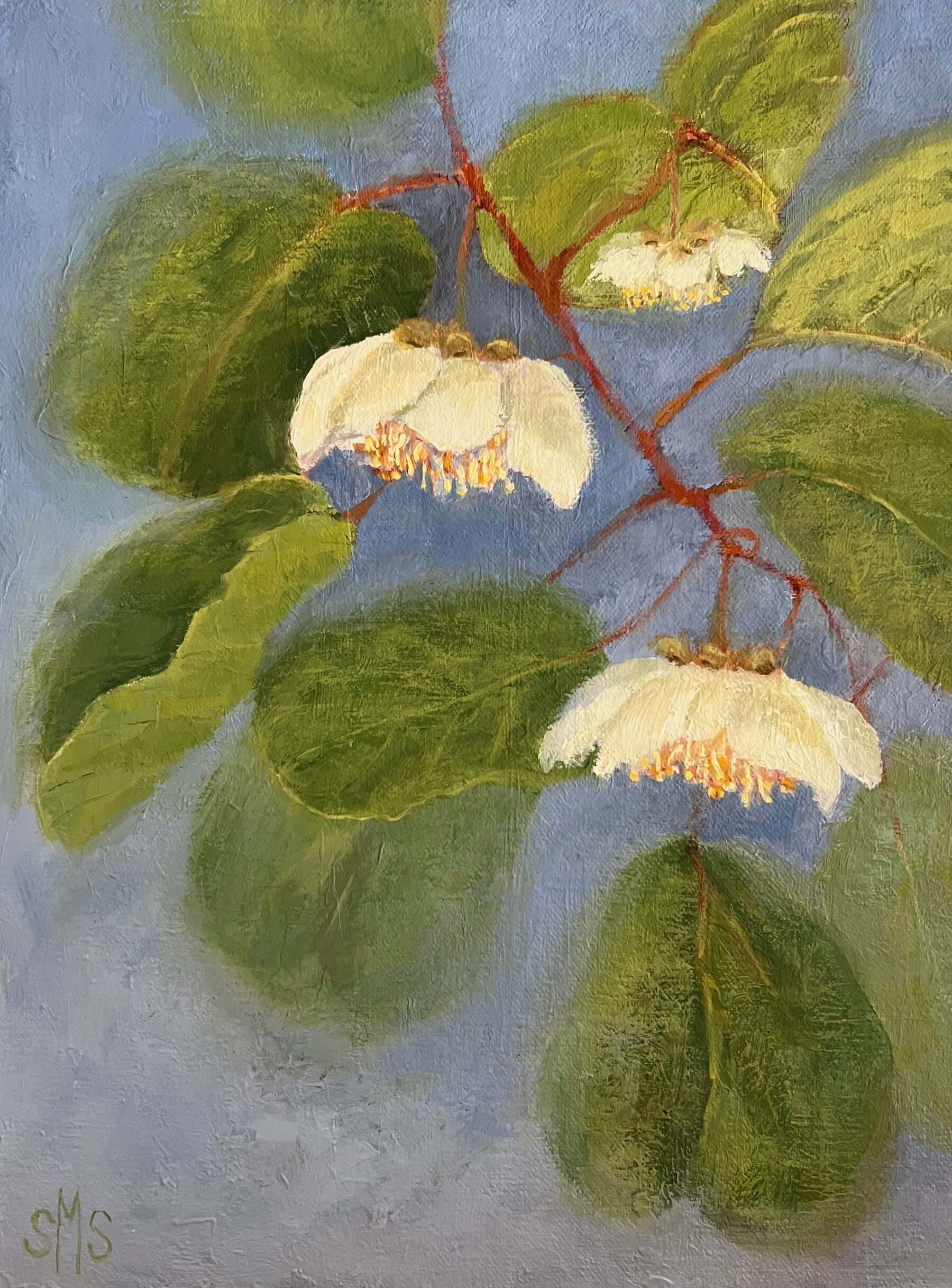 Good Earth Kiwi Vine