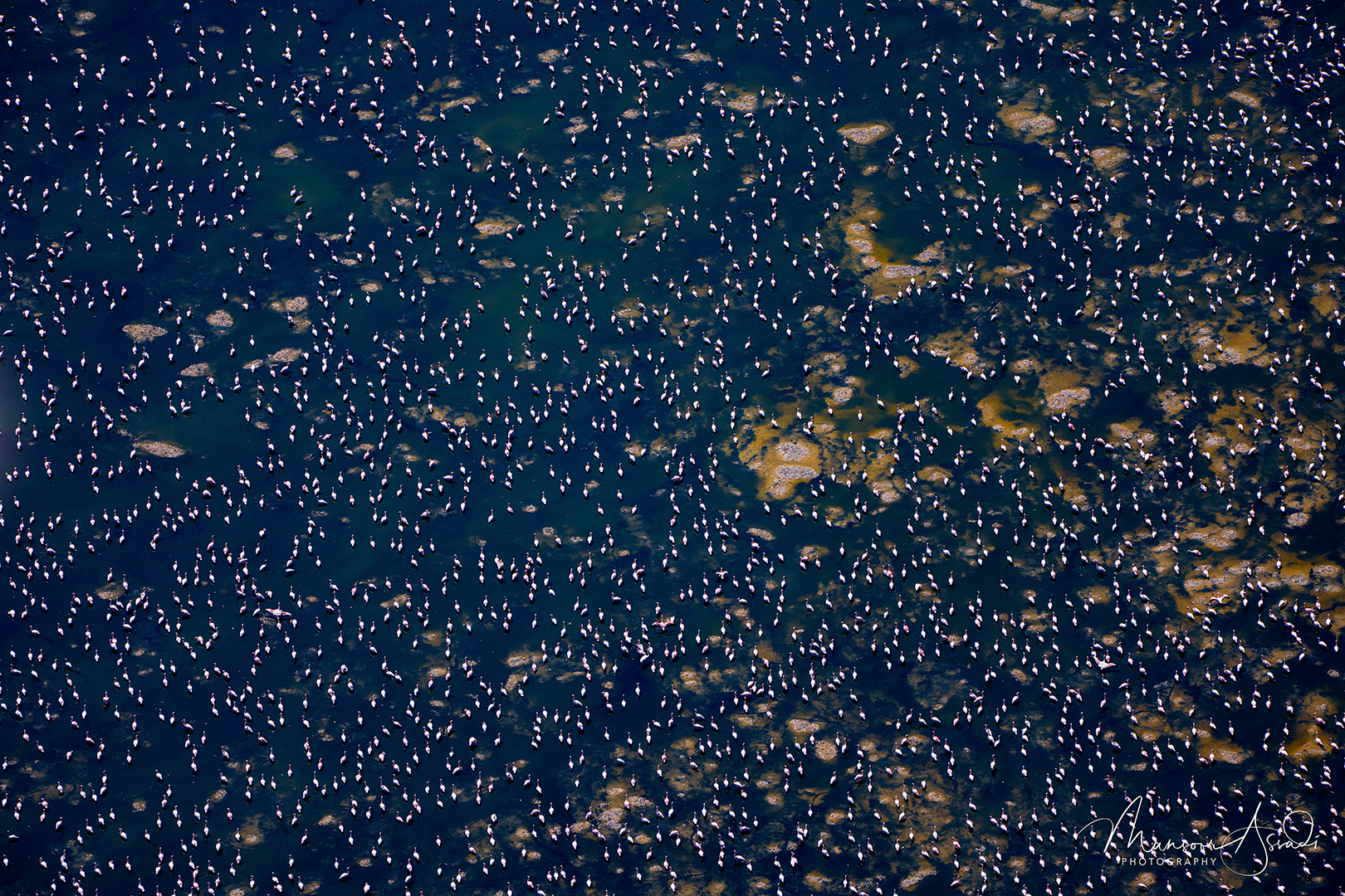 View from the above- Flamingos